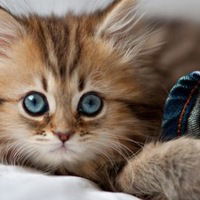 Ефим Остапчук