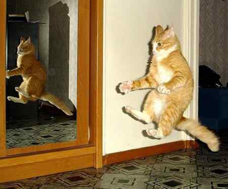 =Котёnа Барсикова=