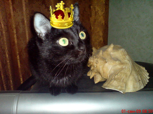 Вадим Занкин