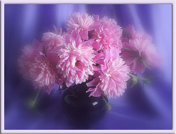 Елена Петрова