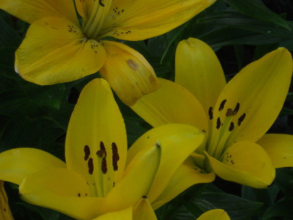 Альмира-Алла Cерикбаева