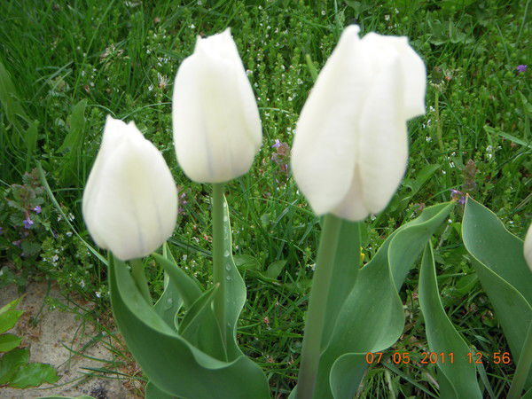 Наталья Тихонова