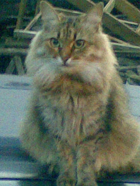 Патаева Наталья