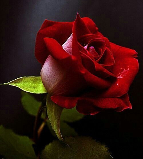 Гульназ Нурдинова