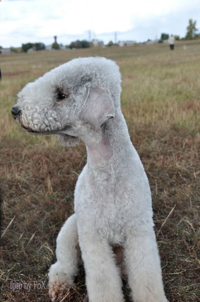 Елена Ащепкова