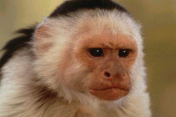 Михаил Стариков