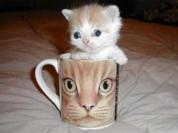 Владимир Николаевич