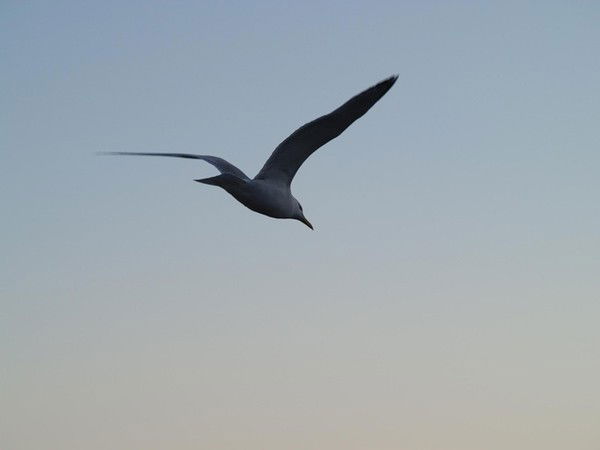 Лариса Григорьева