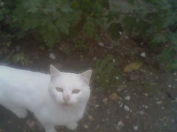 Анна-Людмила Клименко