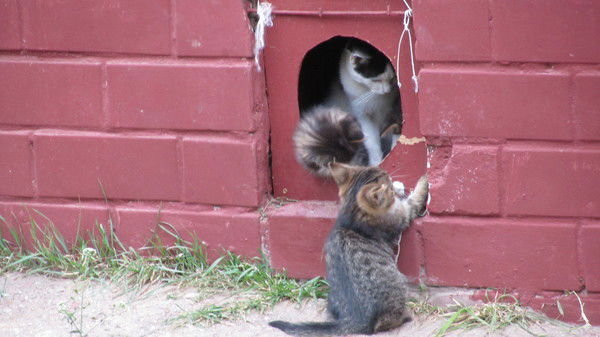 Ядвига Скуратович