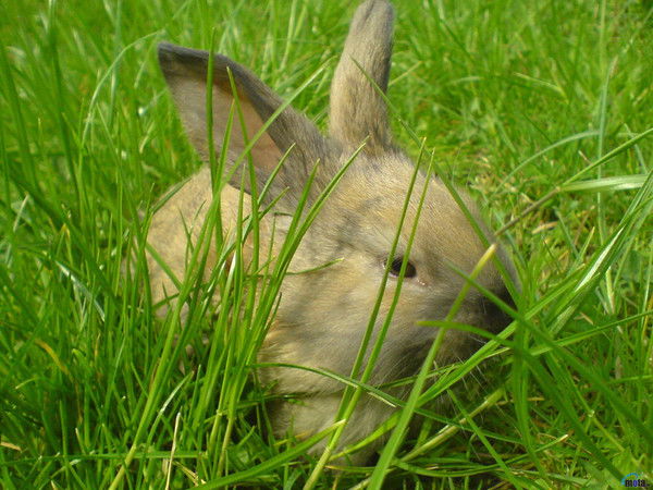 Наталья Алексеева