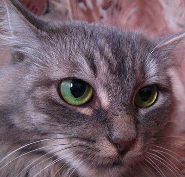 Наташа Кирсанова