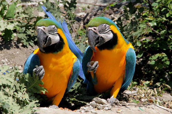 Владимир Берлев