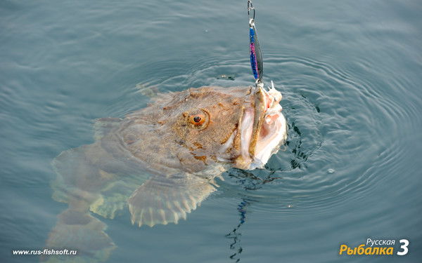 Антон Шевердяев