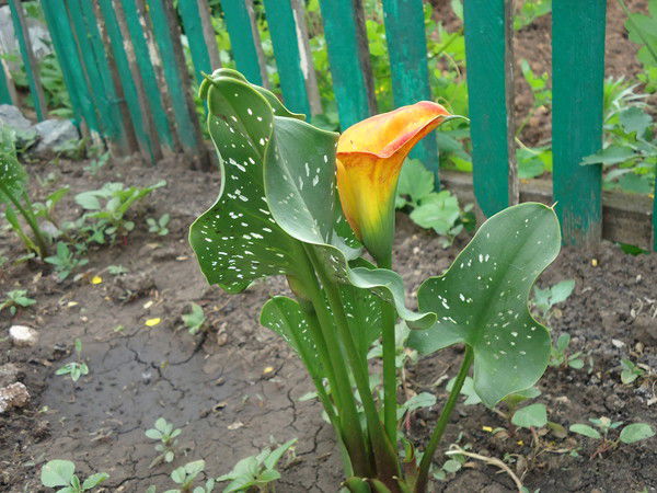 Елена Рябова