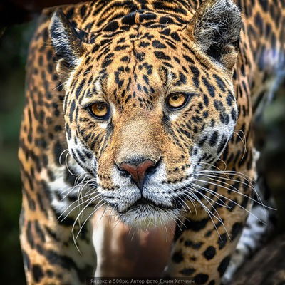 Кирил Васькин