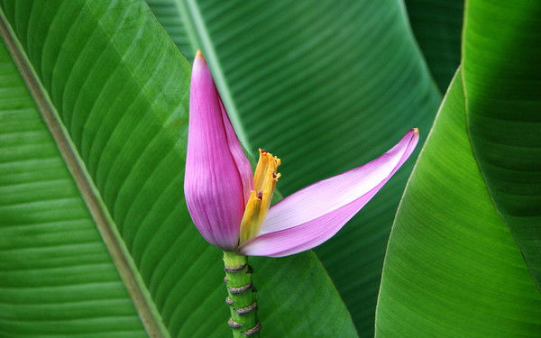 Лачин Халилов