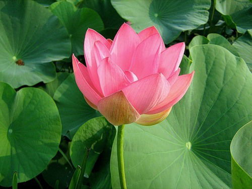 Людмила Грек