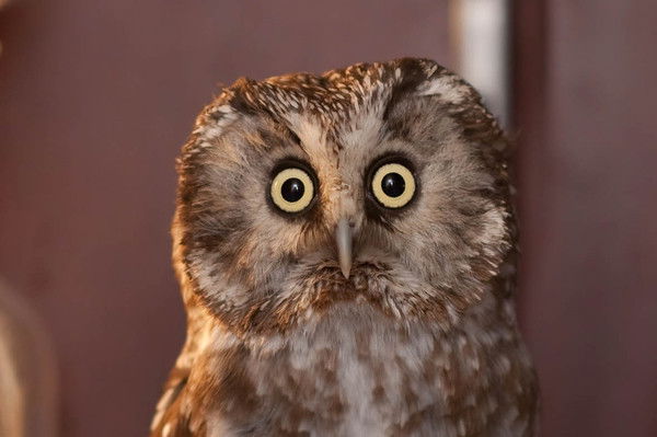 Рэсси Фомичева