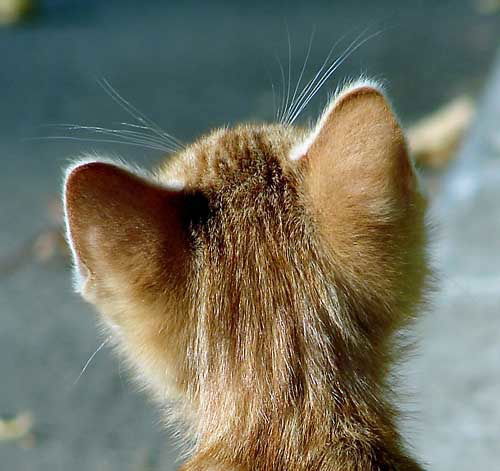 Алексей Алексеев