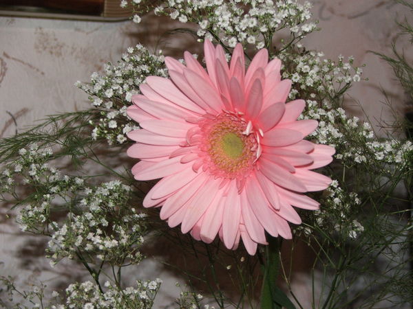 Юлия Строна