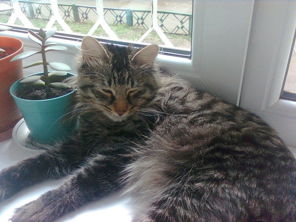 Елена Сорокина