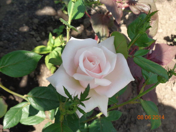 Оксана Пальчун