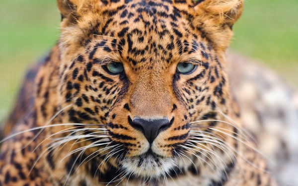 Глеб Тютюнников