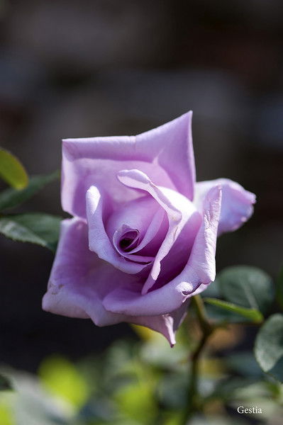 Наталья Симонова