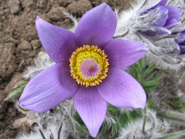 Елена Надточий