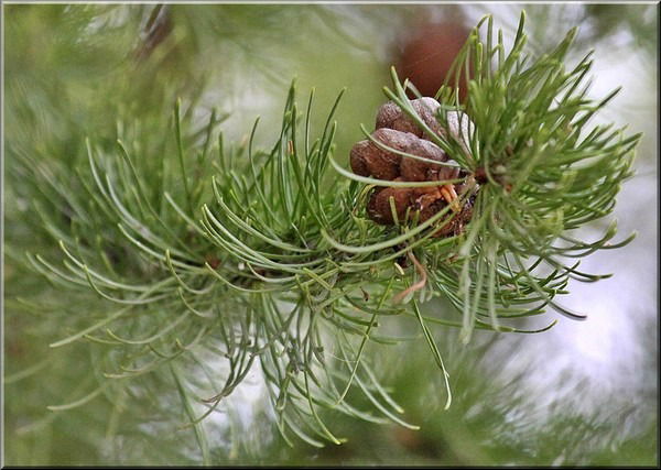 Сатосина Ксения