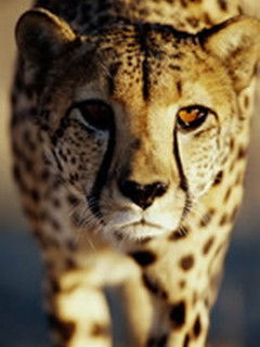 Салима Наркозуева