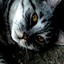 Анна Витенберг