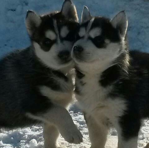 Николай Подолин