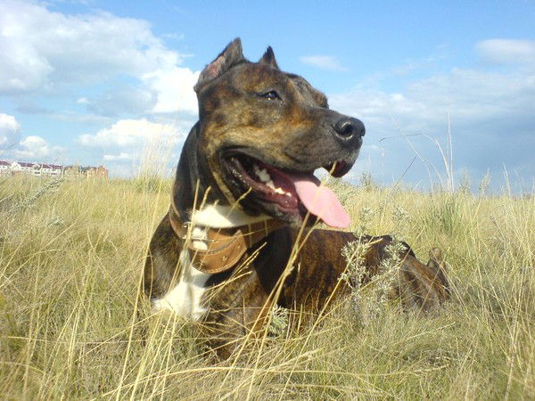 Ирина Кабанова