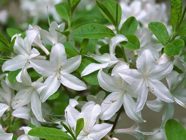 Жулдыз Баясилова