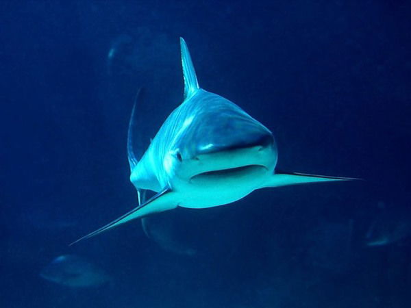 Нуржан Ашербеков