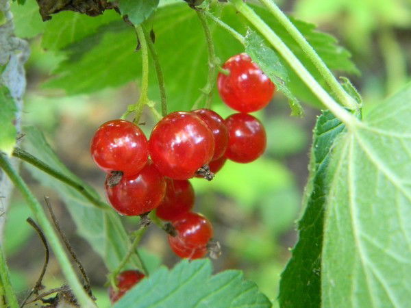 Наталья Власенко