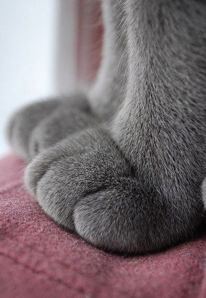 Валёк Валькевич