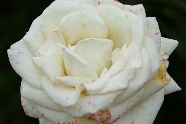 Катя Жданова