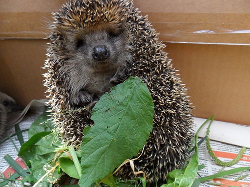 Данил Морозов