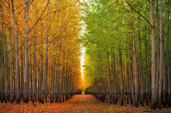 Катя Волошина