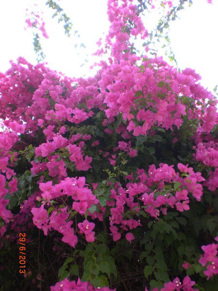 Фатима Яхина