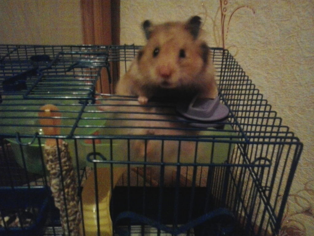 Кристина Сачкова