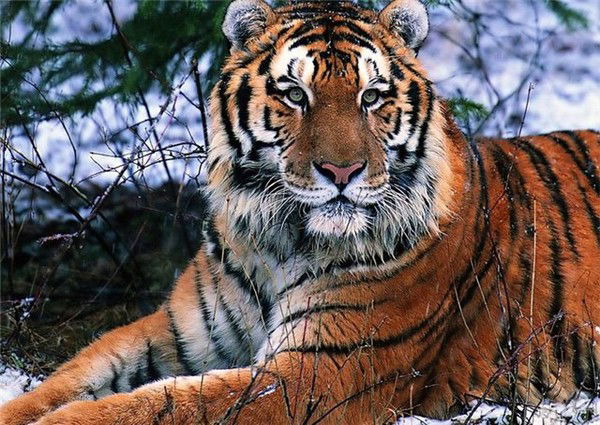 Аркадий Деревцов