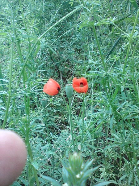 Оксана Быцына