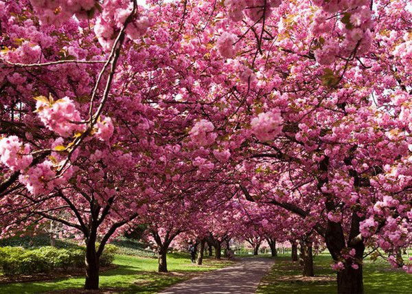 Назерке Кереева