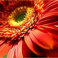 The Gerbera