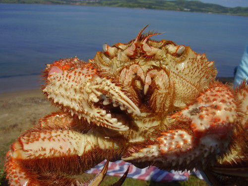 Артем Андреев