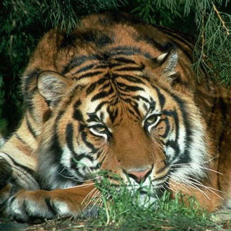 Барыс Султан